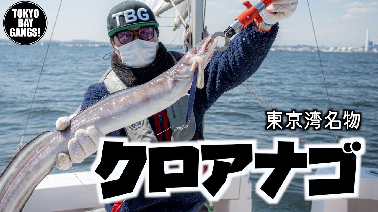 【東京湾クロアナゴ】イカをブッ込むと怪魚が喰らい付きます！！クロアナゴを調査してみた！！