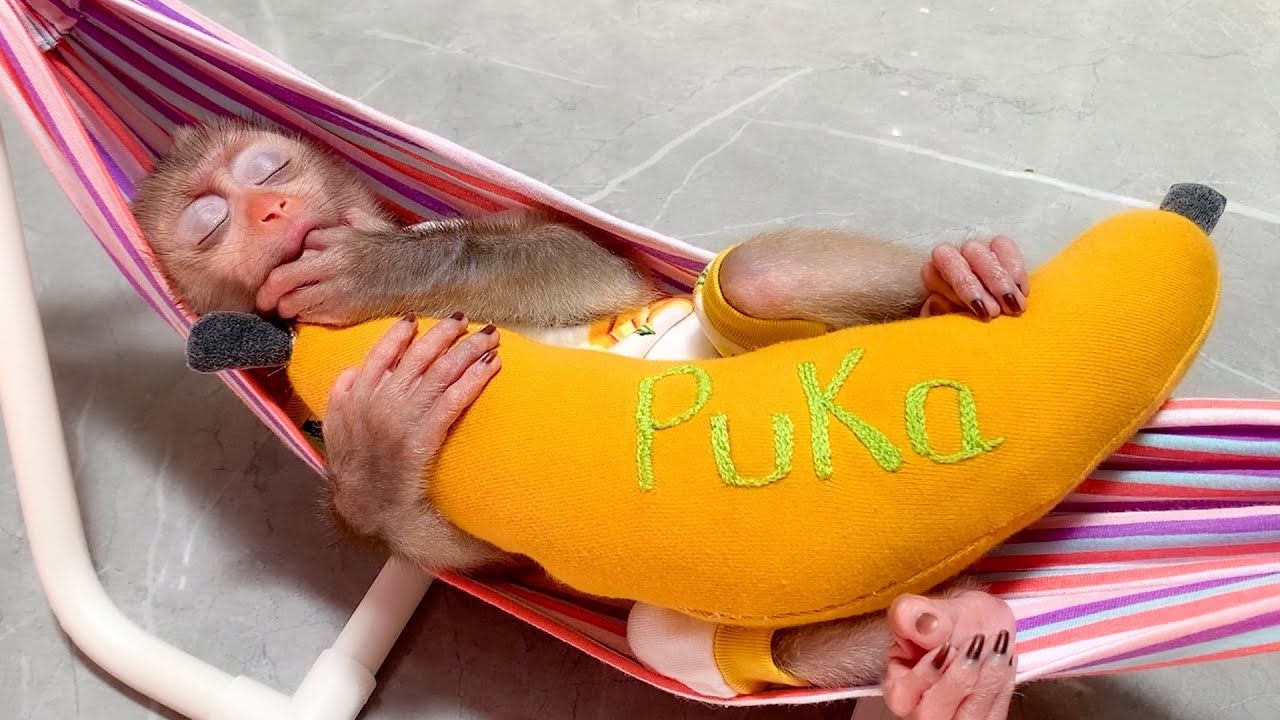 Monkey Puka woke up and didn't see his Mother, ran to find Her