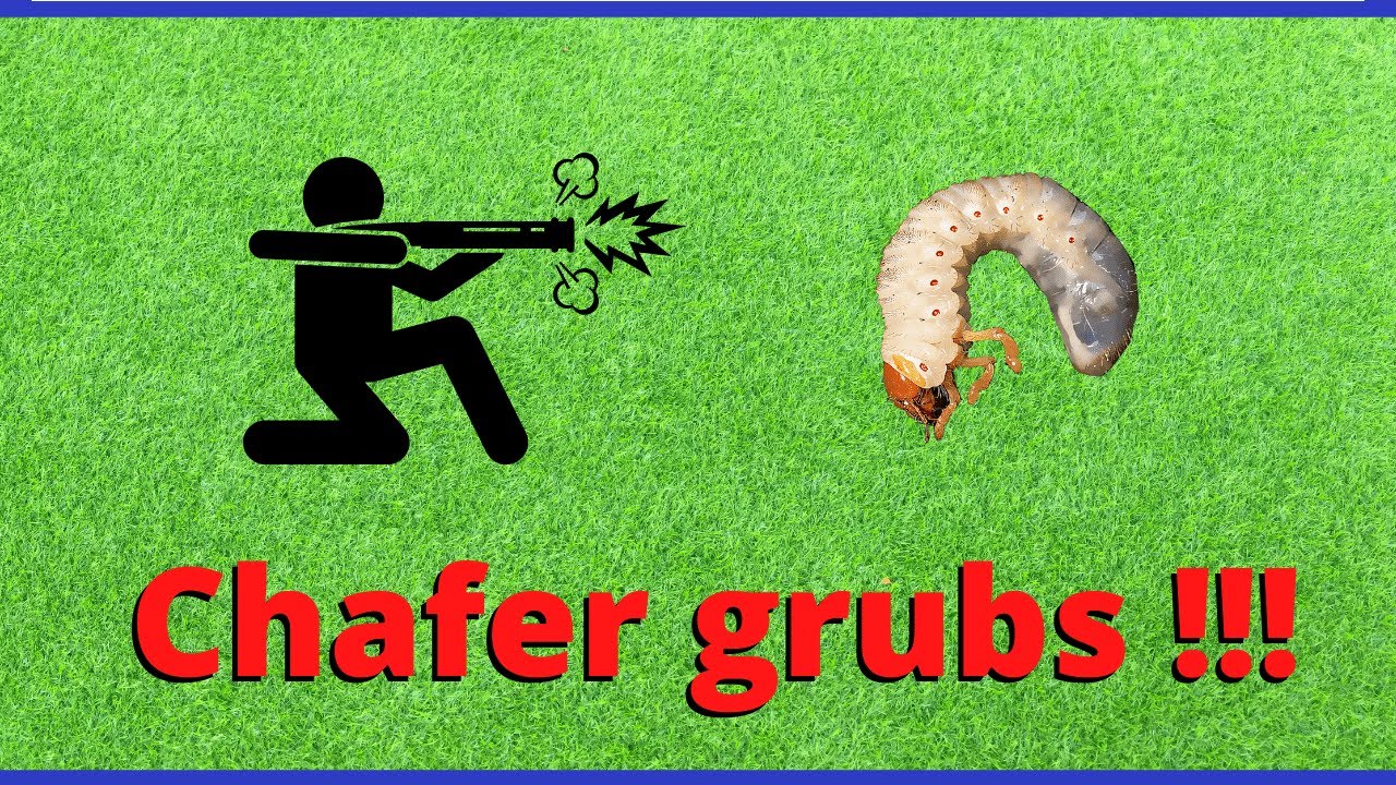 Chafer grubs in lawns