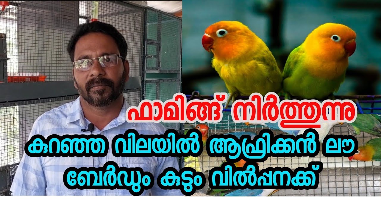 കുറഞ്ഞ വിലയിൽ കുടും ആഫ്രിക്കൻ ലൗ ബേർഡും വിൽപ്പനക്ക് |  African love birds malayalam