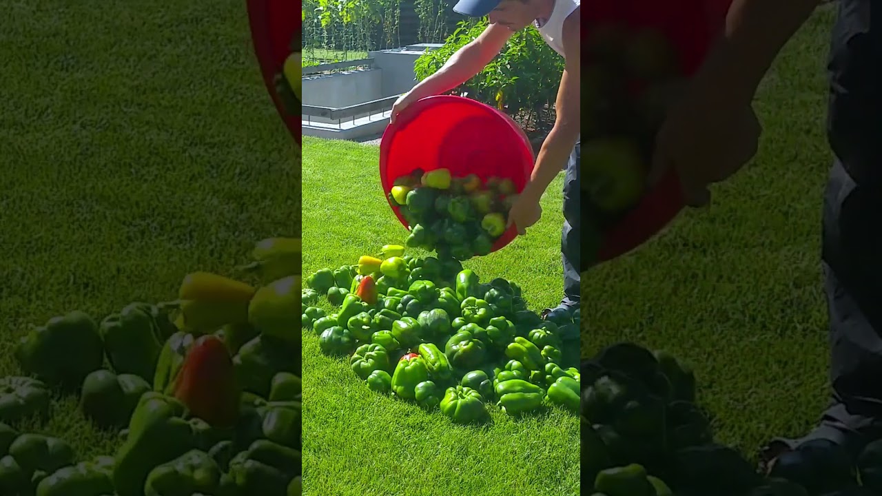 Worst bell pepper harvest, September 10 #gardeneralex