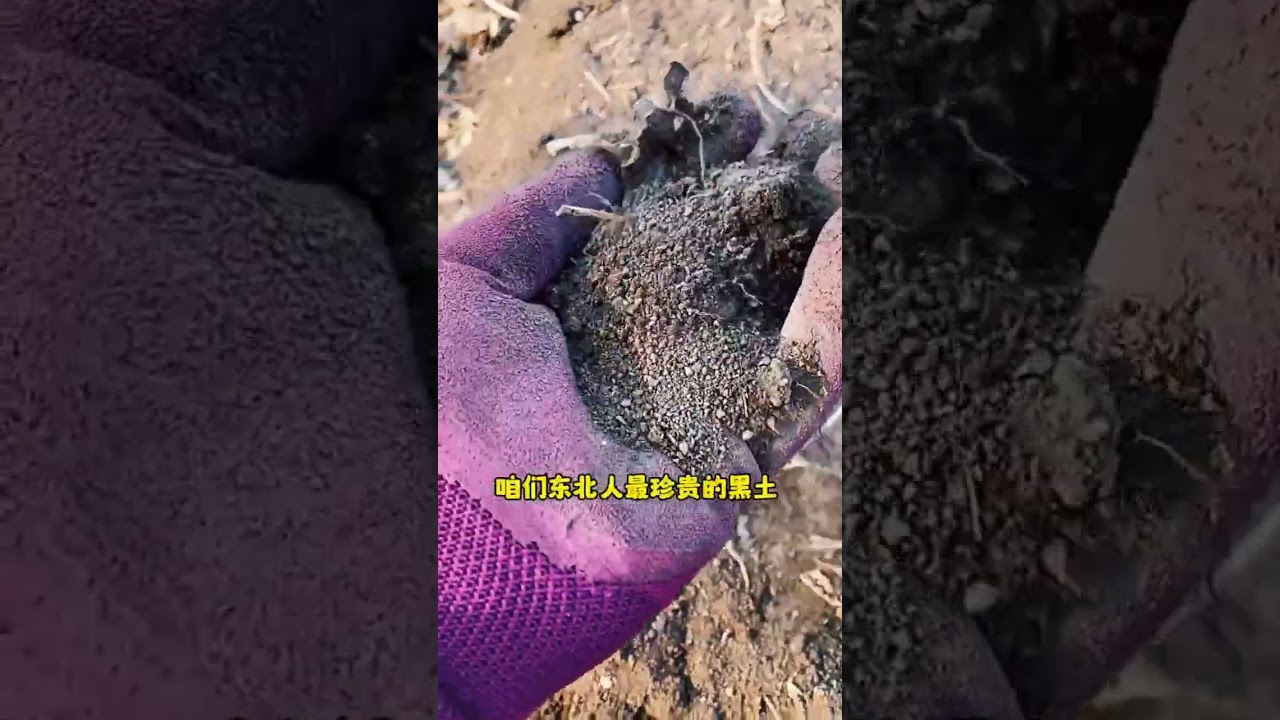 东北的黑土地，是真的有机肥！一方水土养一方人啊~ 