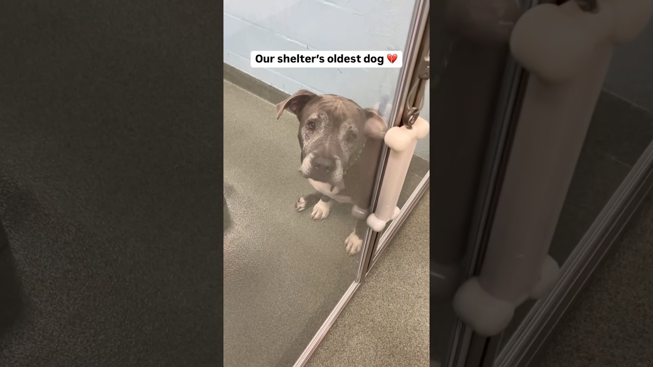 Swiper didn&rsquo;t get adopted 💔 Please read his story in the comment #dog #adoptme #doglover #seniordog