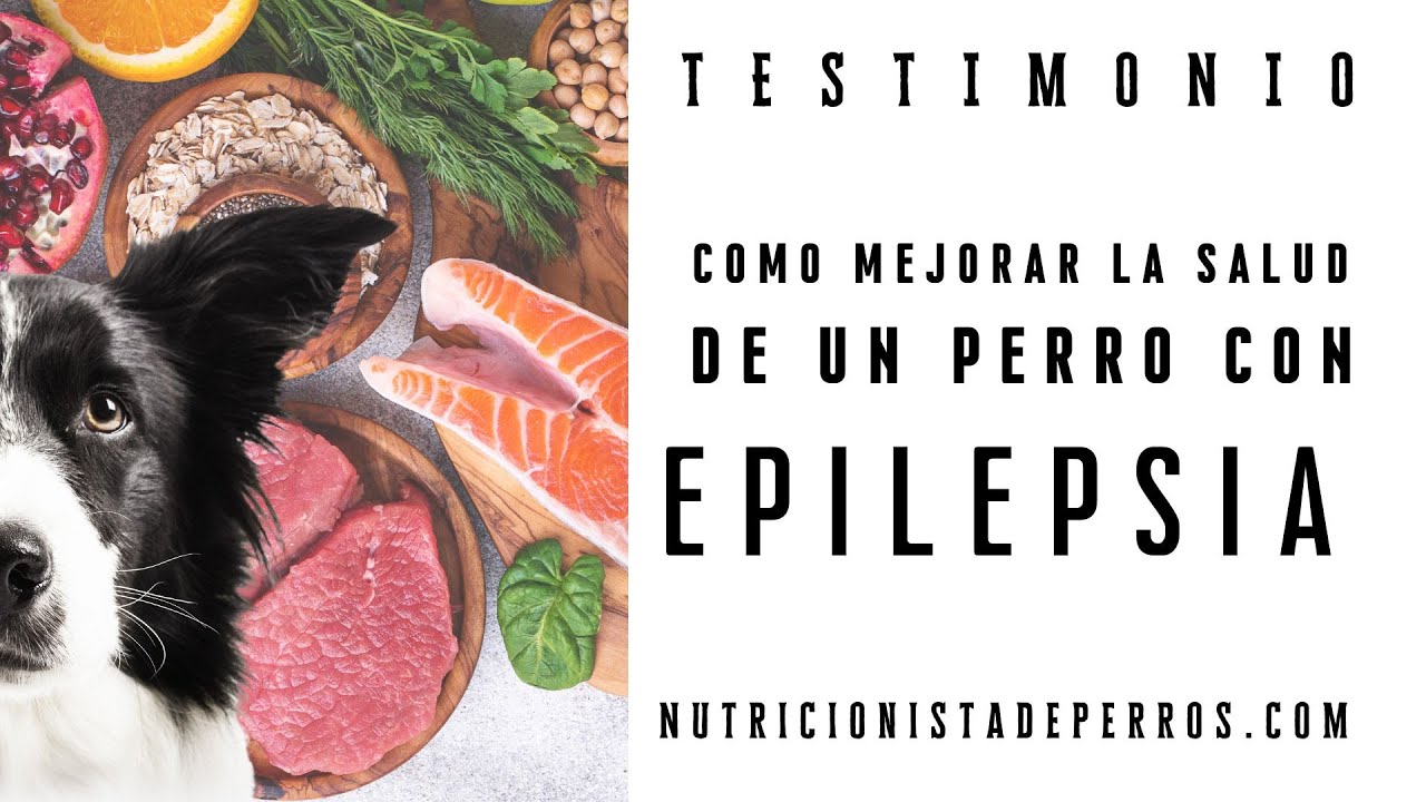 Natural food for dogs with epilepsy || Testimonial
