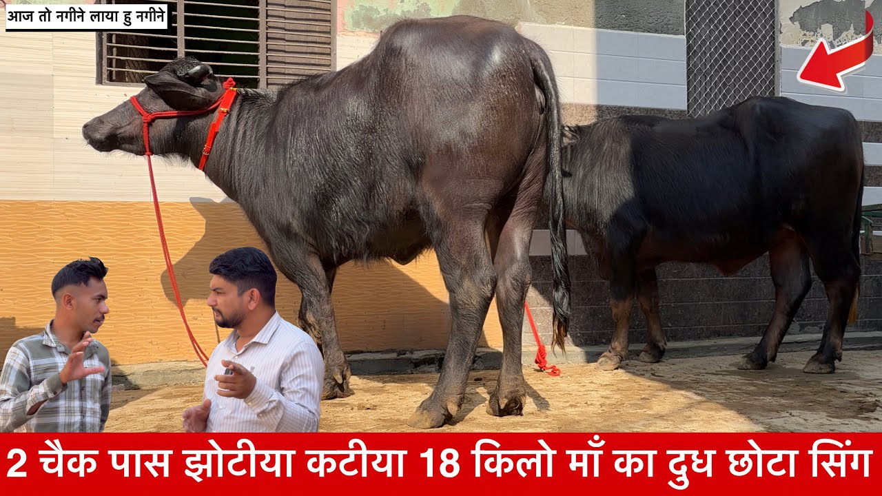 2 चैक पास झोटीया कटीया 18 किलो माँ का दुध छोटा सिंग - Cheman Dairy Farm Ghoghrian ✅