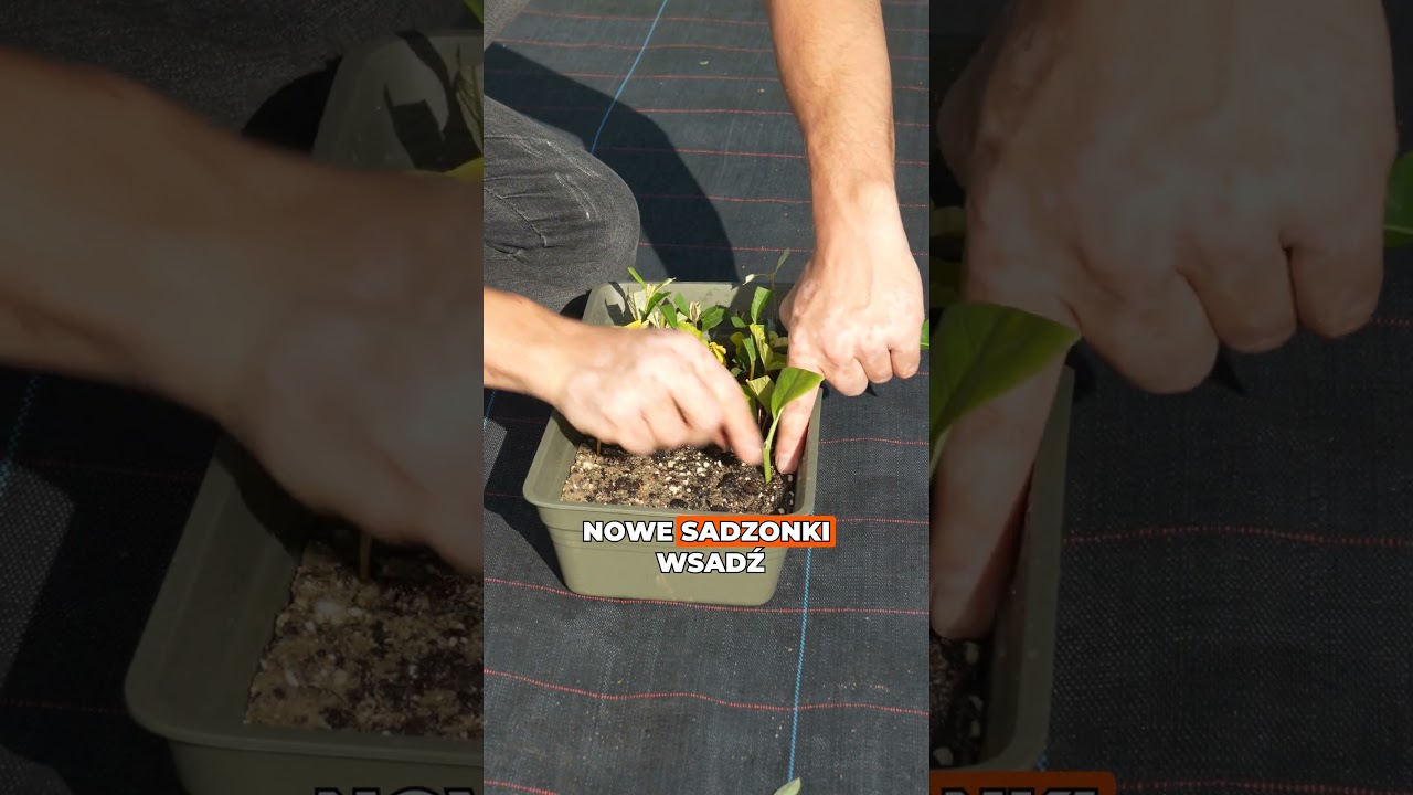 Rozmnażanie magnolii 🌸✨ Nowe drzewko za darmo &ndash; czy to możliwe?