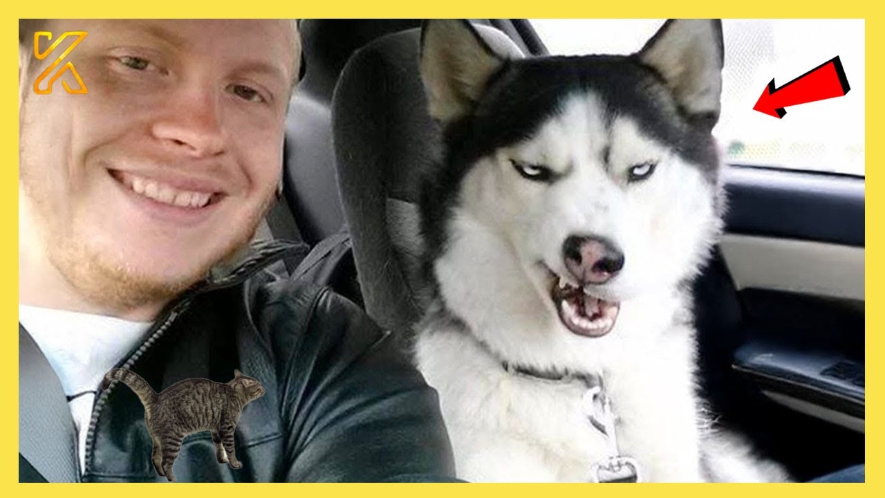🐶 You Can’t Stop Laughing At These Dogs 🤣 Funniest Cats and Dogs 2026