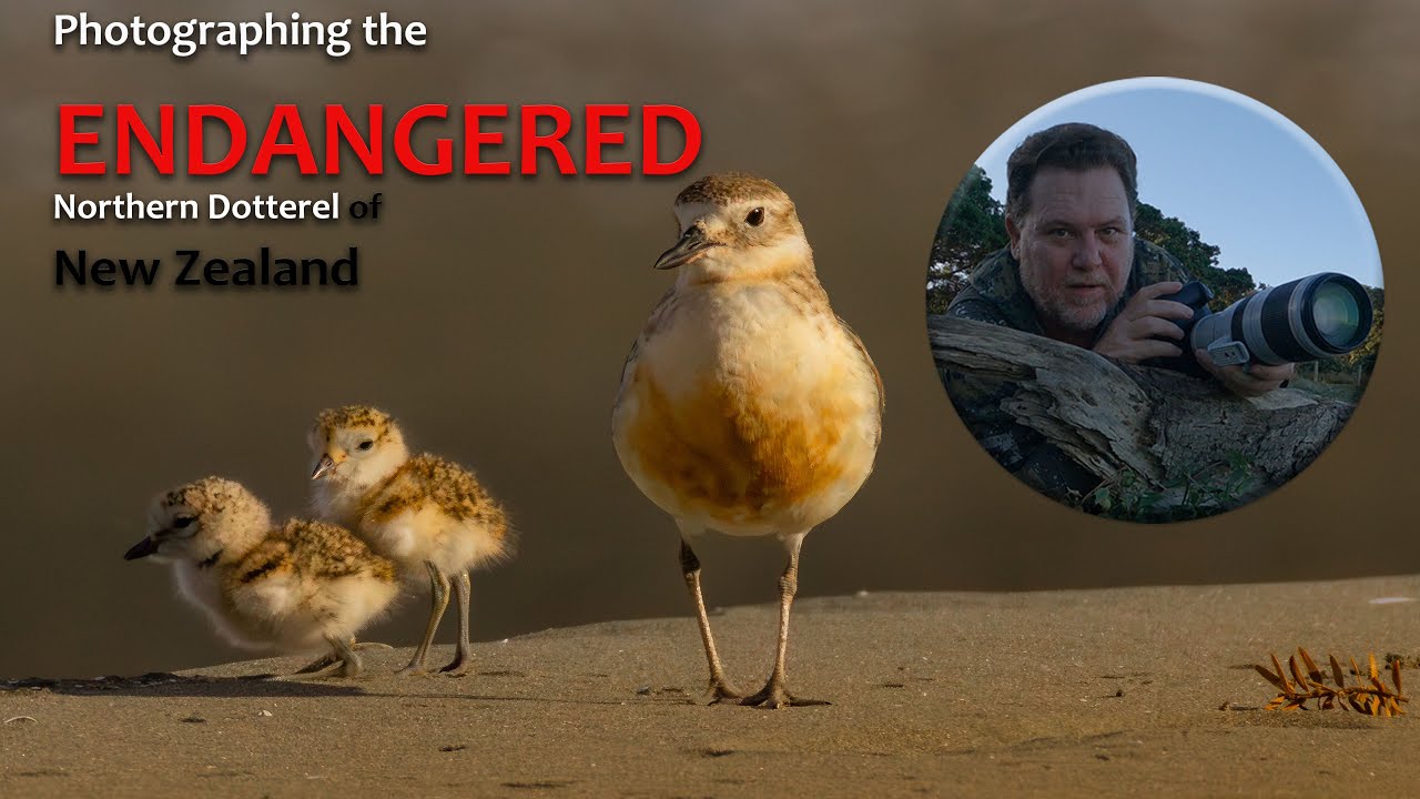 Dotterel Bird, Photographing, New Zealand