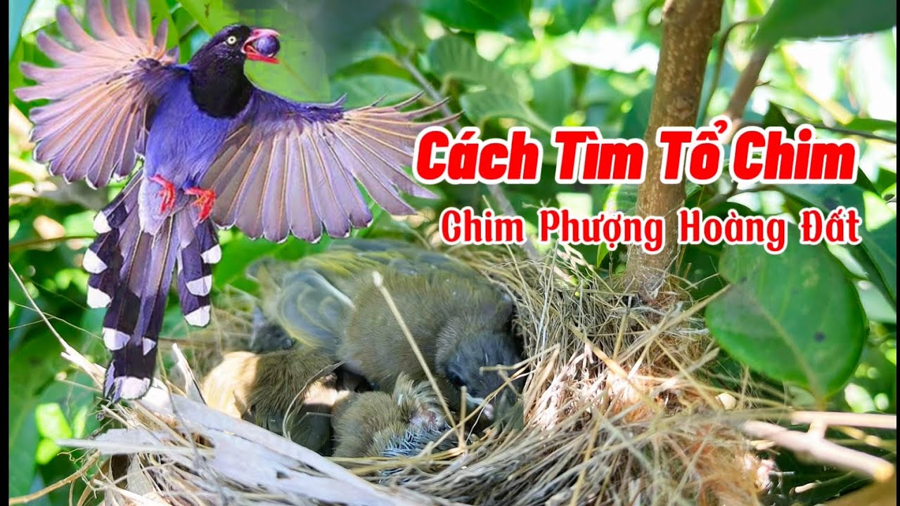 Cách Tìm Tổ Chim và Gặp 2 Tổ Phượng Hoàng Đất /Du Cửa Khâu Tv