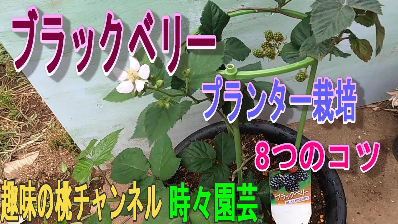 【ブラックベリー】プランター栽培　8つのコツ　23/7/25