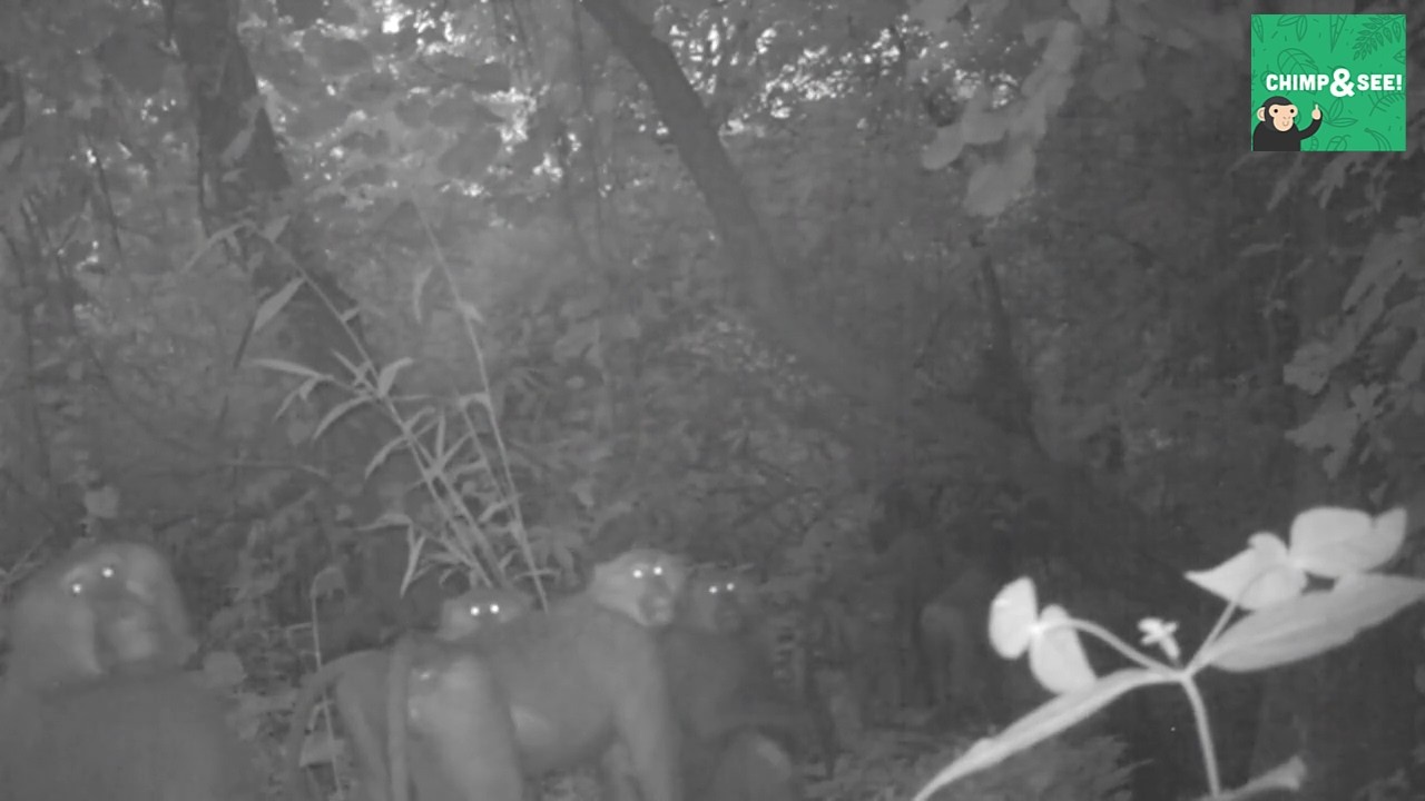 Guinea Baboons on High Alert