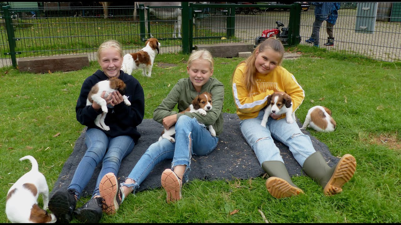 Roel neemt een kijkje - 7 Kooiker puppy's op kinderboerderij 'De Trotse Pauw' / Spijkenisse 2021