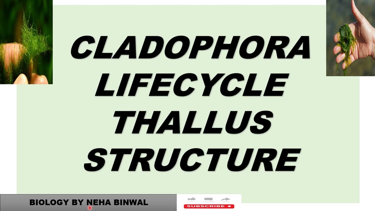 Cladophora Lifecycle ll Thallus Structure ll Reproduction ll #biology #neet #upsc #viral #botany