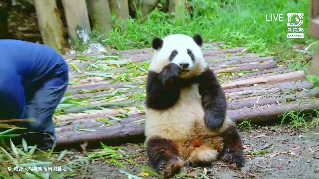 HeHua Panda 351