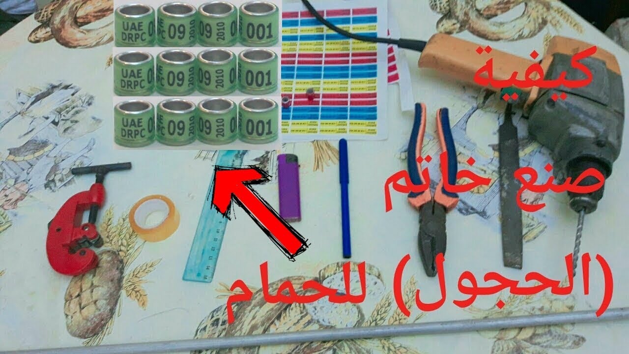 فيديو كيفية صنع خاتم الحمام (الحجول) في المنزل --   How to Make a Pigeon Ring
