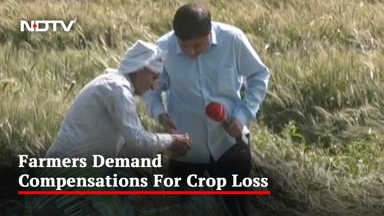 Unseasonal Rainfall Damages Crop, UP Farmer Suffers Heavy Loss