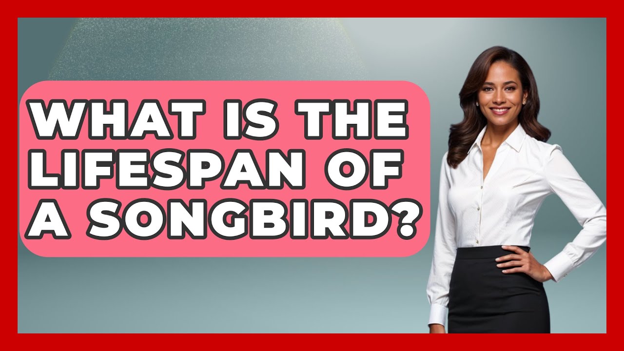 What Is The Lifespan Of A Songbird? - Bird Watching Diaries