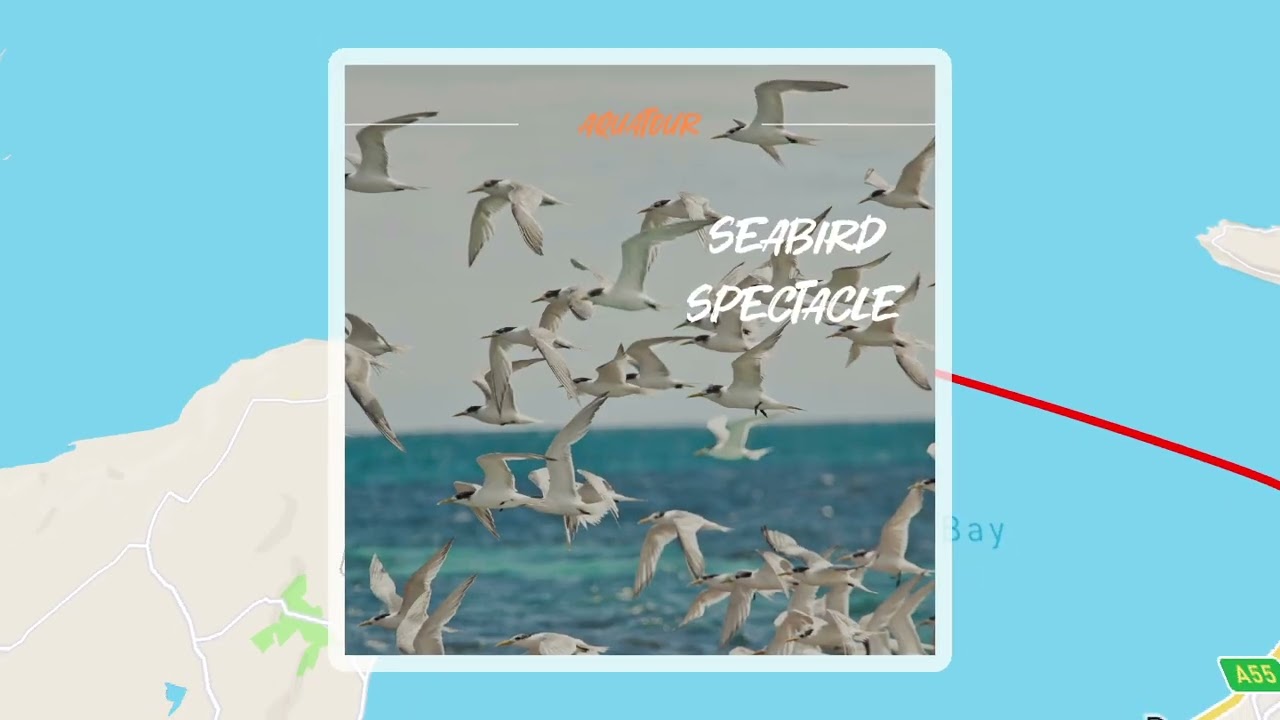 AQUATOUR Puffin Island Wildlife Adventure