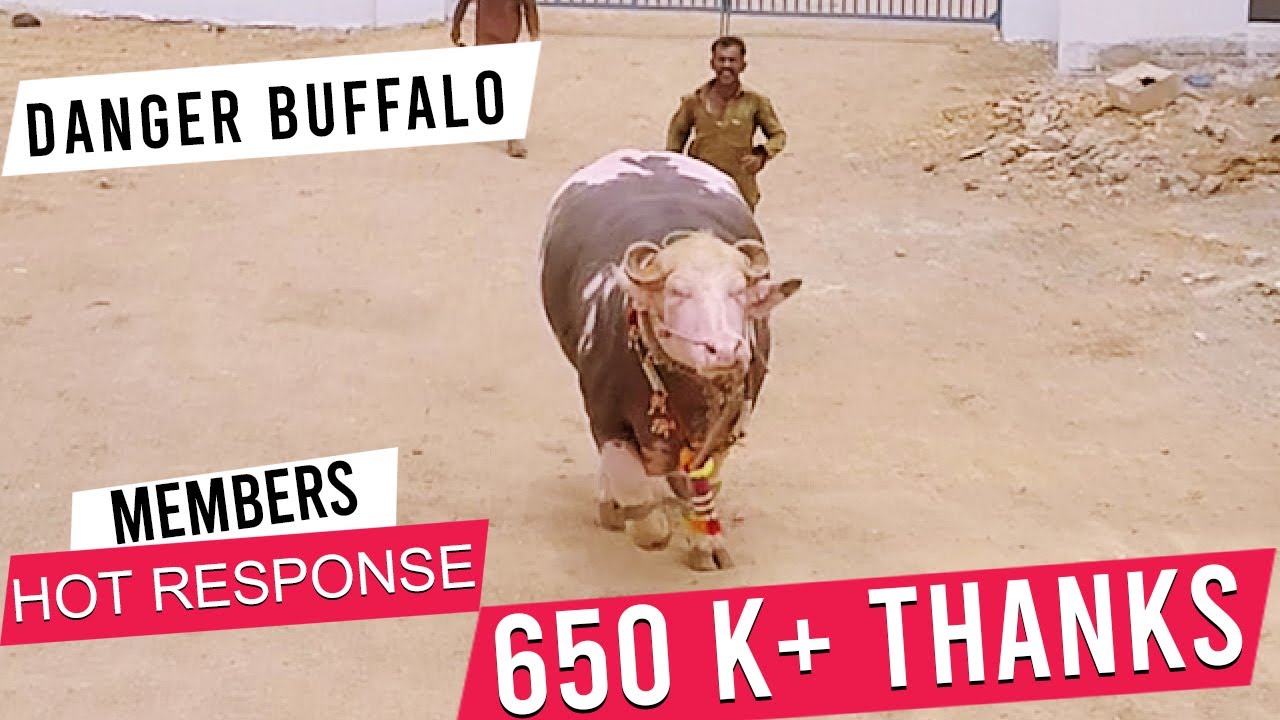 Bukhari Cattle Farm I Documentary I 2018 I Danger Panda Beauty I New Entry I Parrot Studio