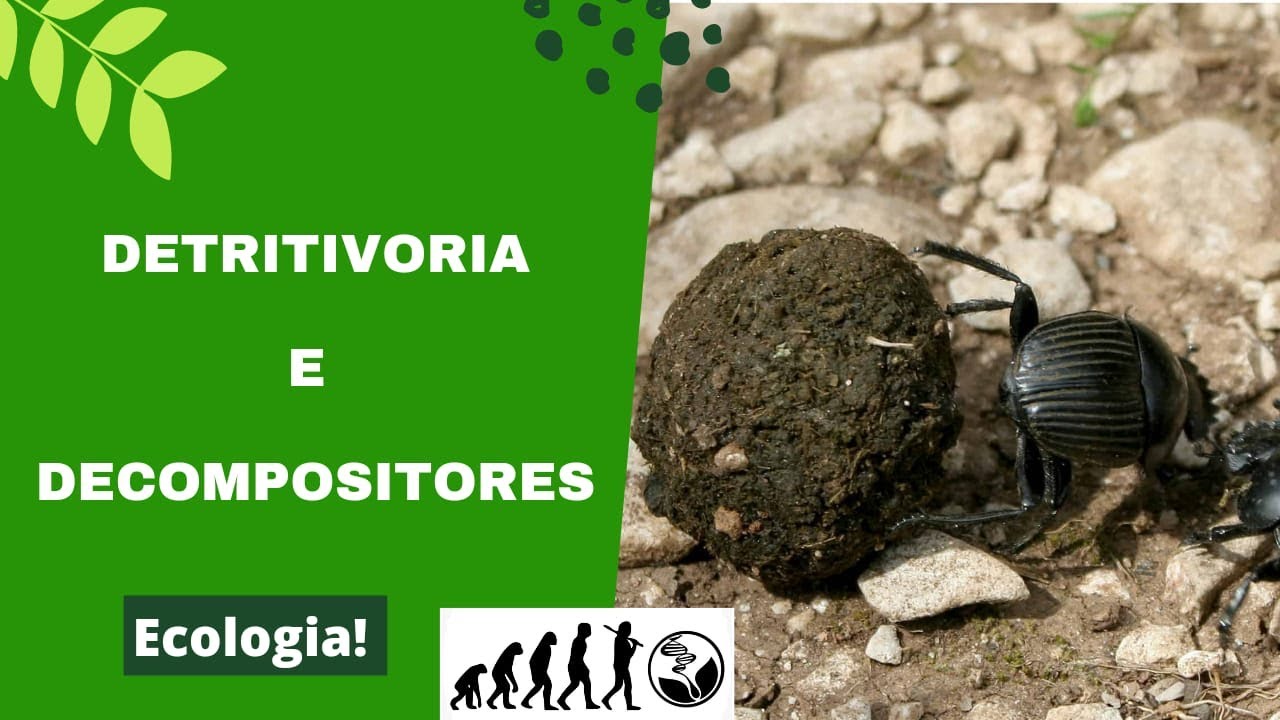 INTERAÇÕES ECOLÓGICAS: Decompositores e detritívoros