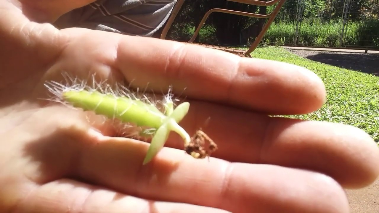 Enxerto  de mudinha de pitaya