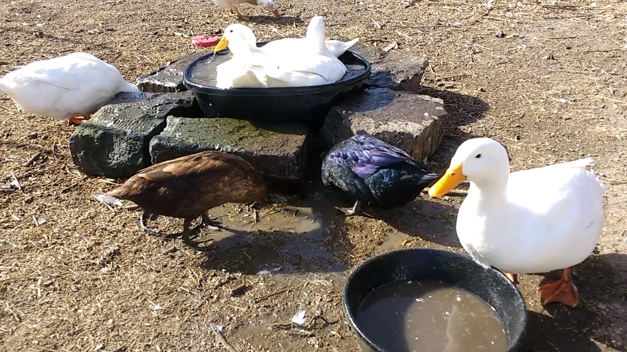 Happy ducks having too much fun