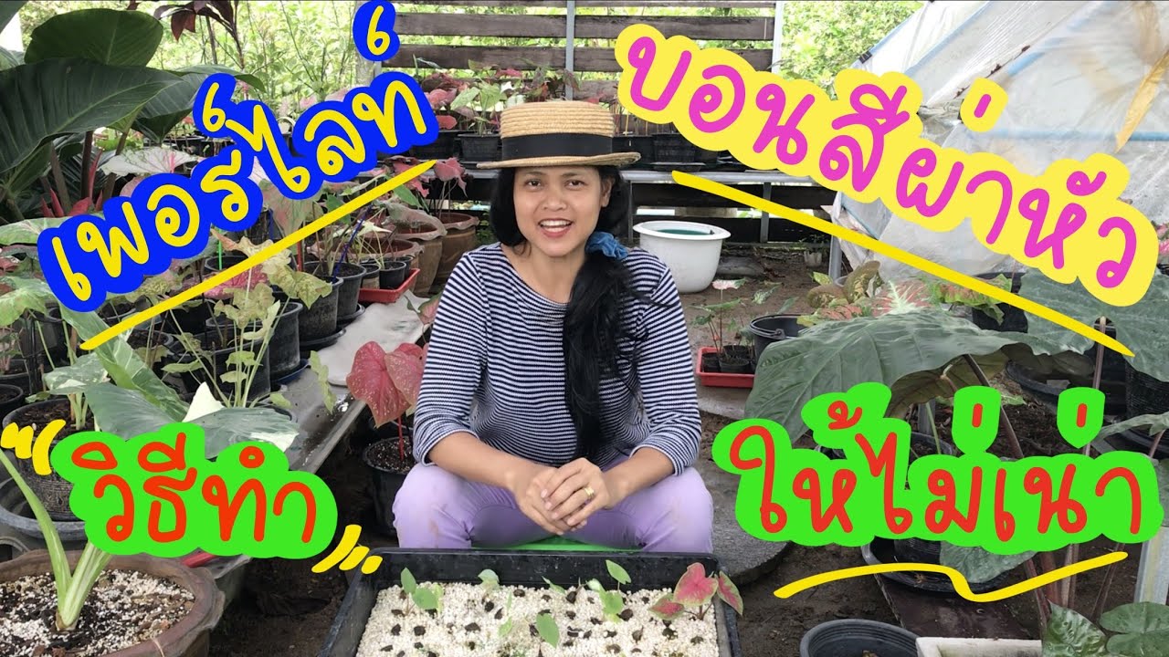 ผ่าหัวบอนสี ไม่ใช้ดิน งอกทุกต้น ชำด้วยเพอร์ไลท์งอก 100% ทำแบบนี้!!