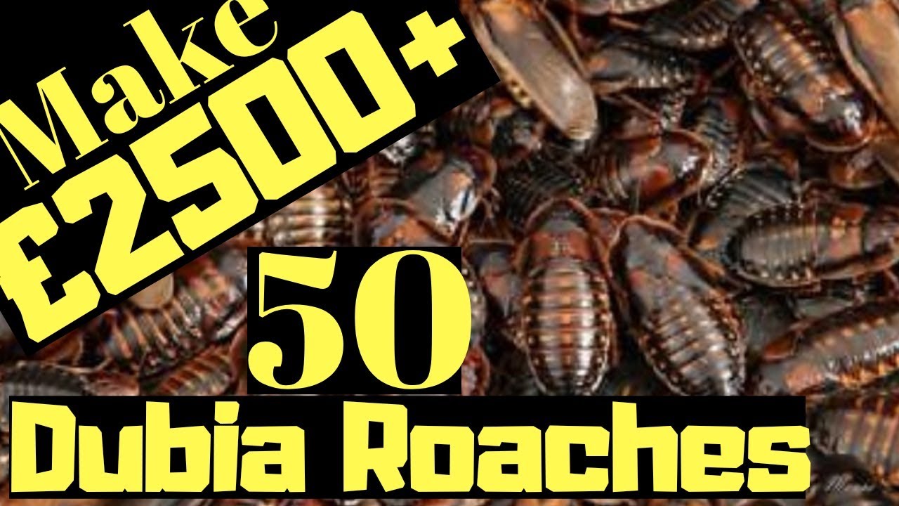 Make £2500 With 50 Dubia Roaches