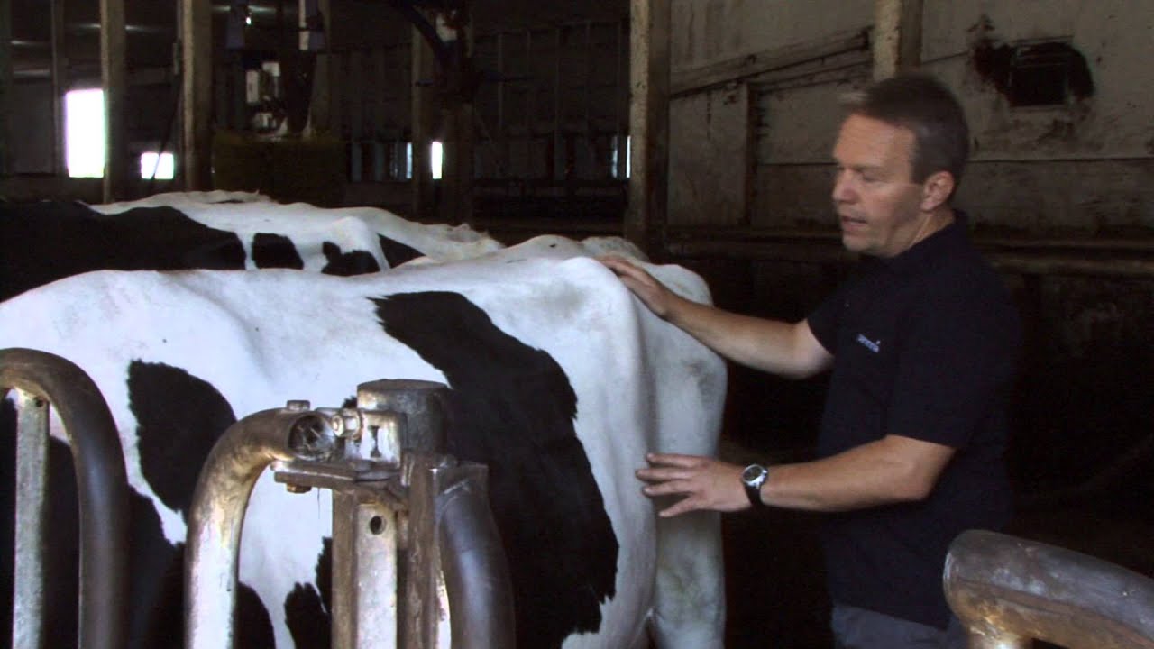 Rumen Scoring Dairy Cows