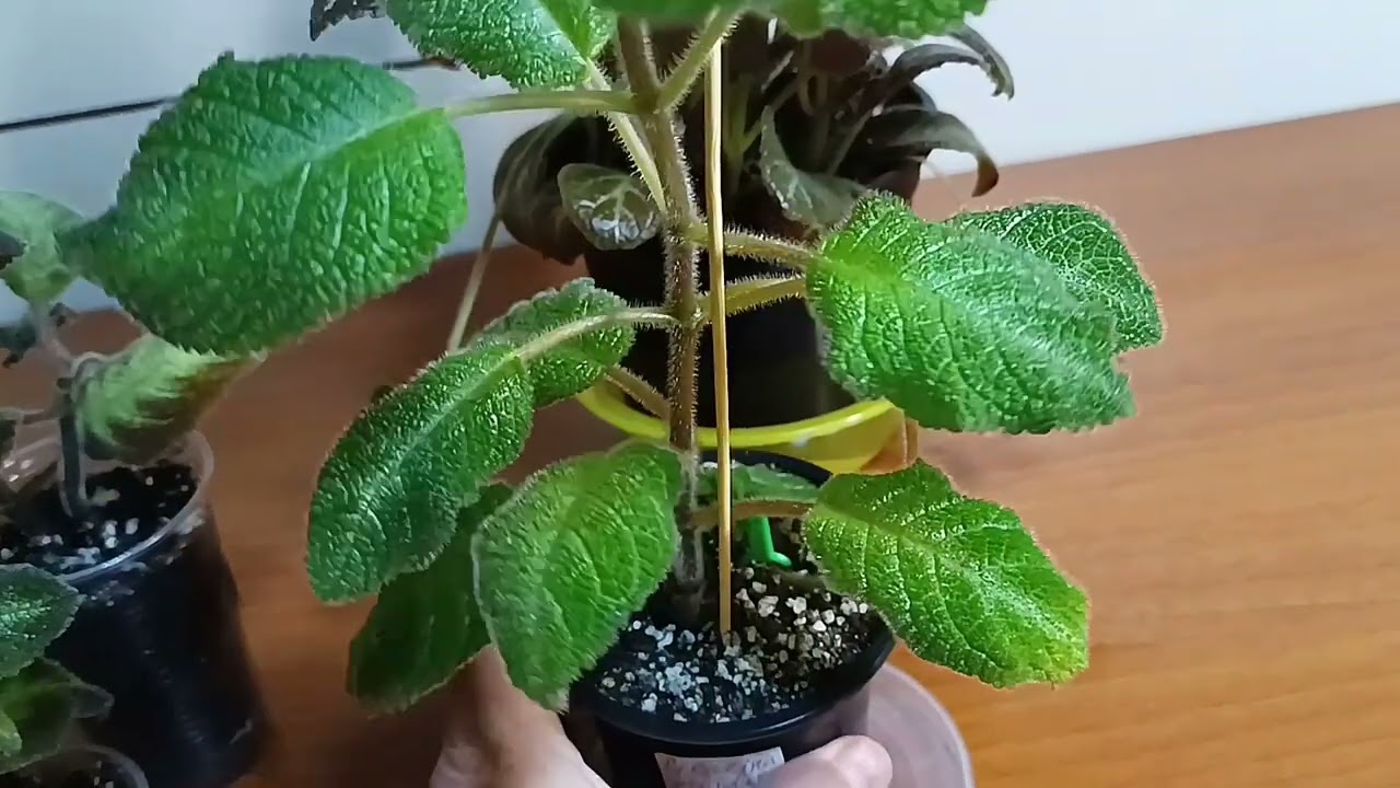 Домашние цветочки 🍃🍀🌿#эписции #лайфхак