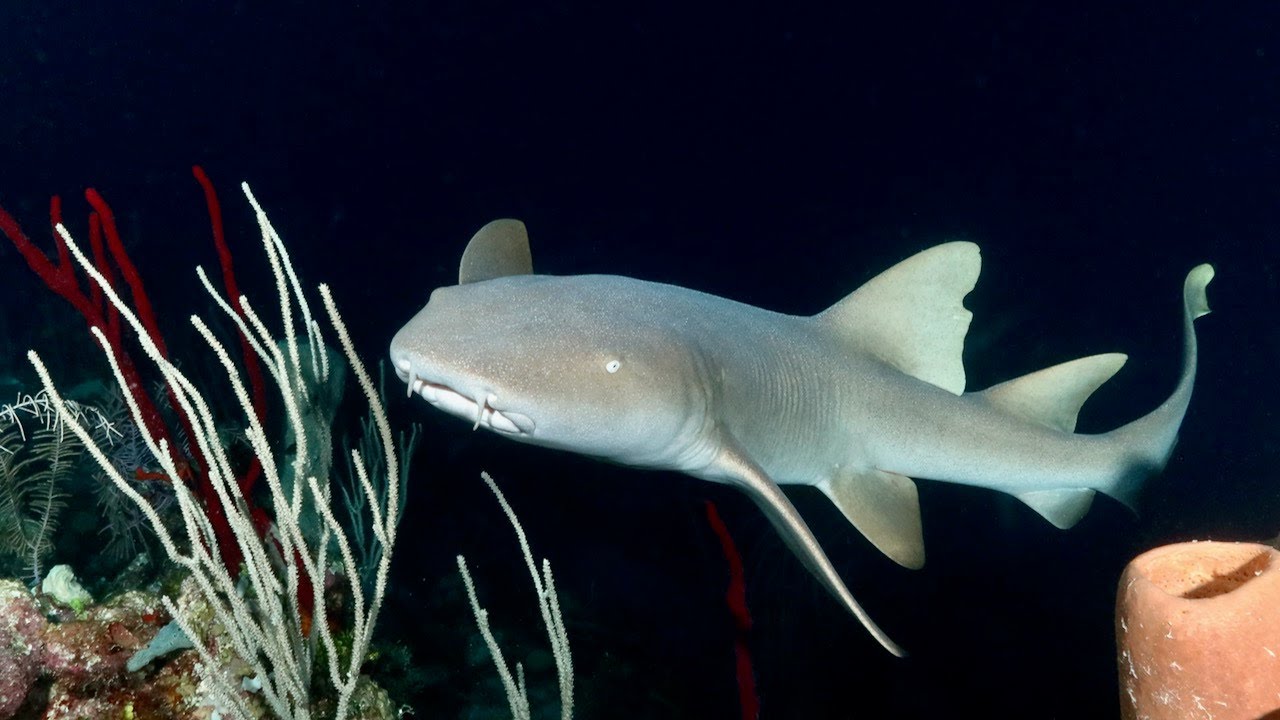 Diving at Glover's and Turneffe Atolls in Belize