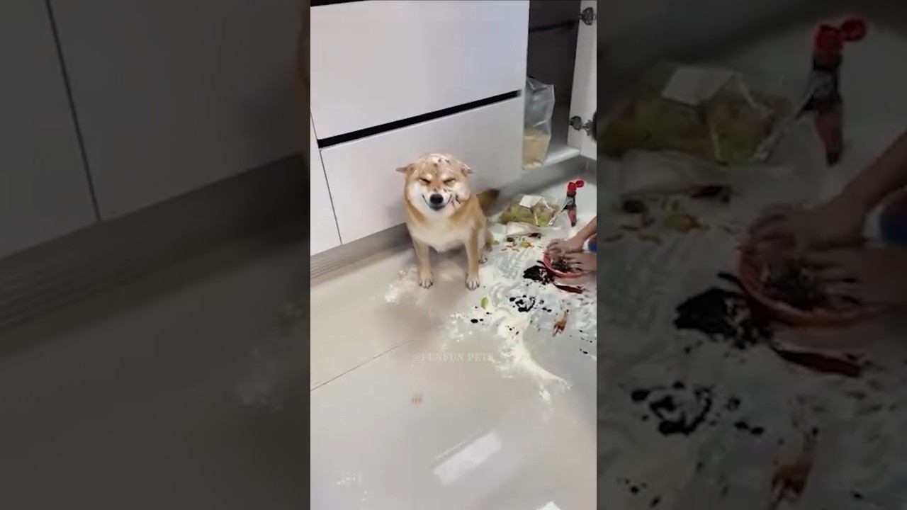 Funny dog 🤣🤣 #cute #funny #reels #videos