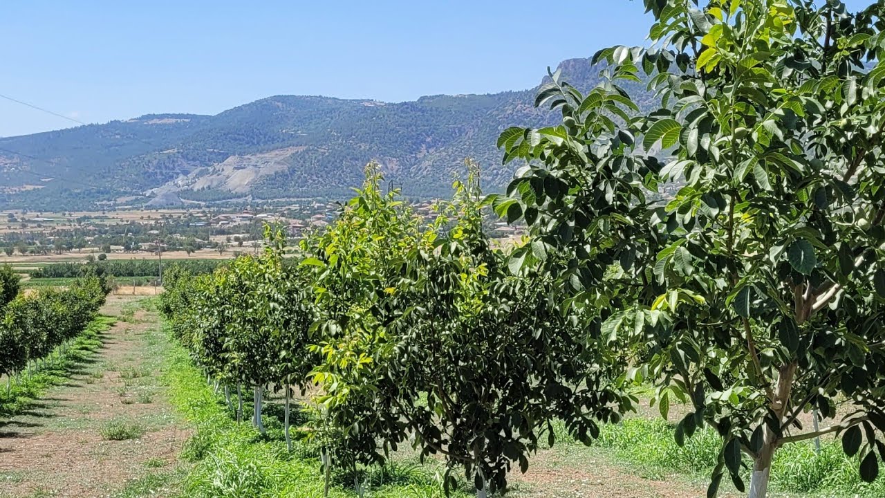 276- 3 Yaş Chandler Ceviz de Seneye Hedefimiz 10kg Ürün Almak. Denizli, Bozkurt, inceler