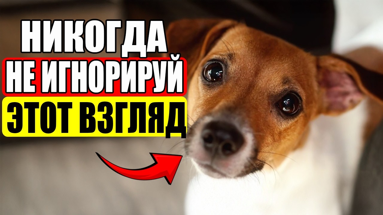 Если Собака Смотрит Вам в Глаза Слишком Долго, ВОТ ЧТО ЭТО ЗНАЧИТ!