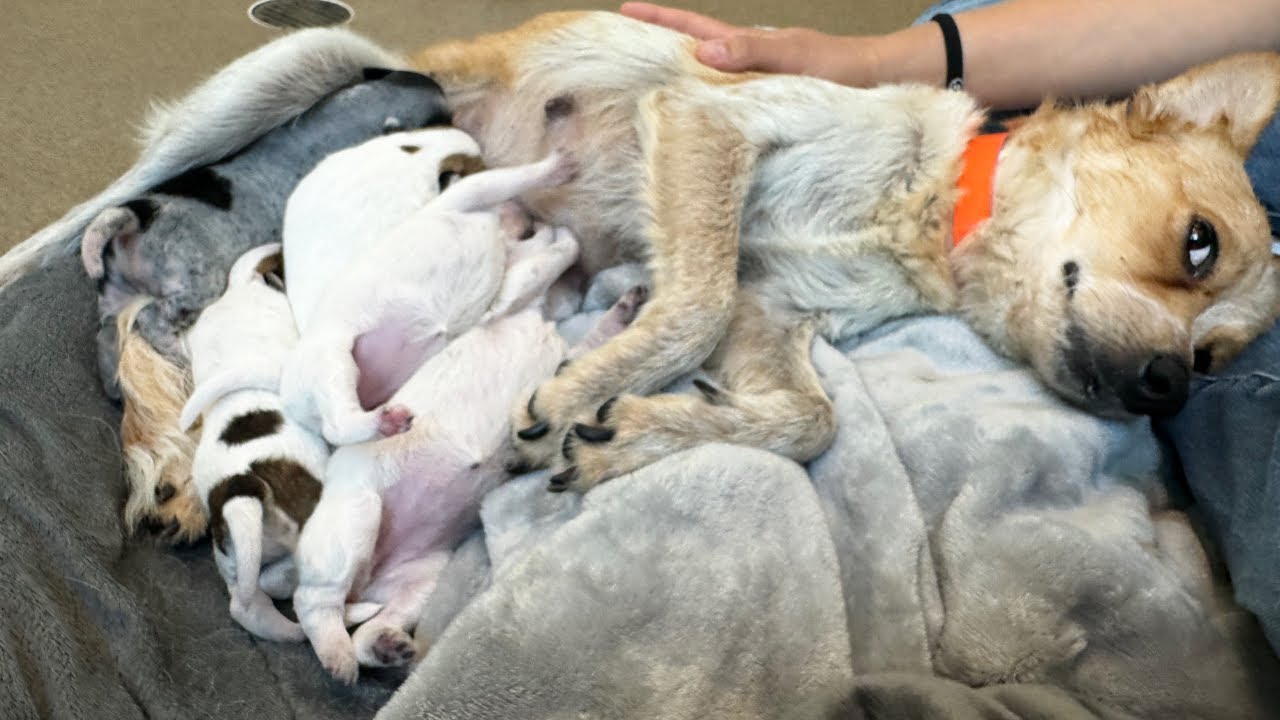 Dog found in wrecked bus suprises shelter with puppies 😳 (LIVE 🔴)