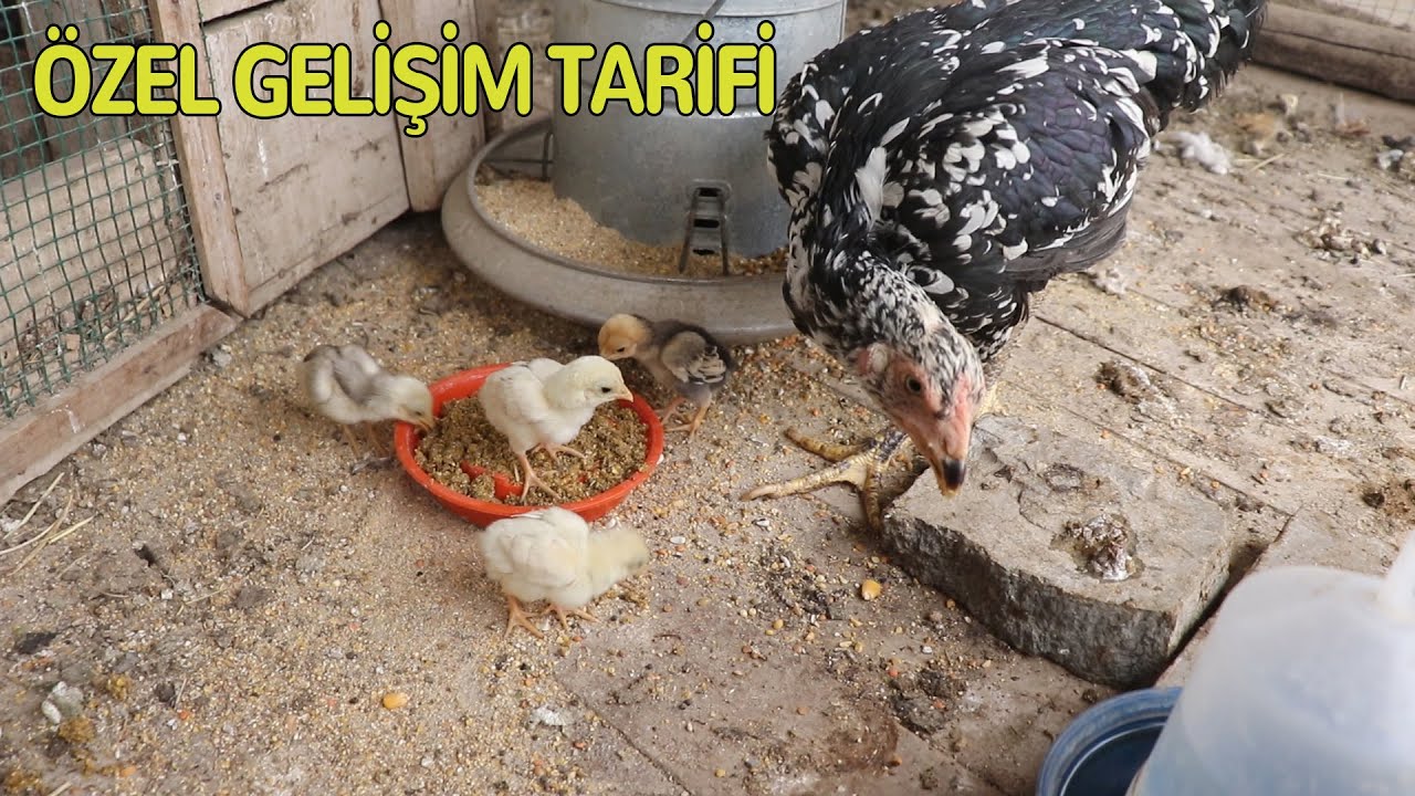 Gurk ve Civciv Bakımı İçin Özel Tarif