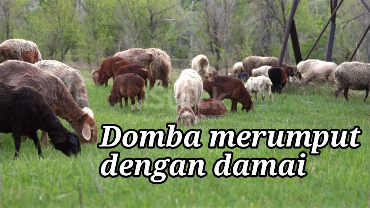 Video Sekawanan Domba yang merumput di lapangan hijau di pedesaan pastoral