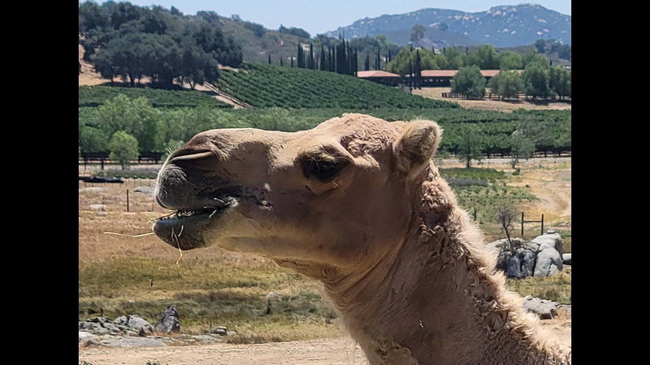 Oasis Camel Dairy Open Farm Day in Ramona near San Diego California