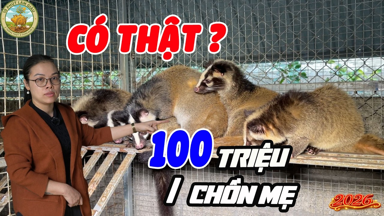 🌾CHỒN MỐC 100 TRIỆU/CHỒN MẸ - MÔ HÌNH CHĂN NUÔI HIỆU QUẢ 2026 🔥 |10 PHÚT LÀM GIÀU