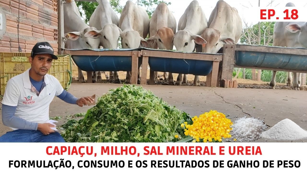 Bezerros no Cocho. Confira os resultados de ganho de peso em confinamento.