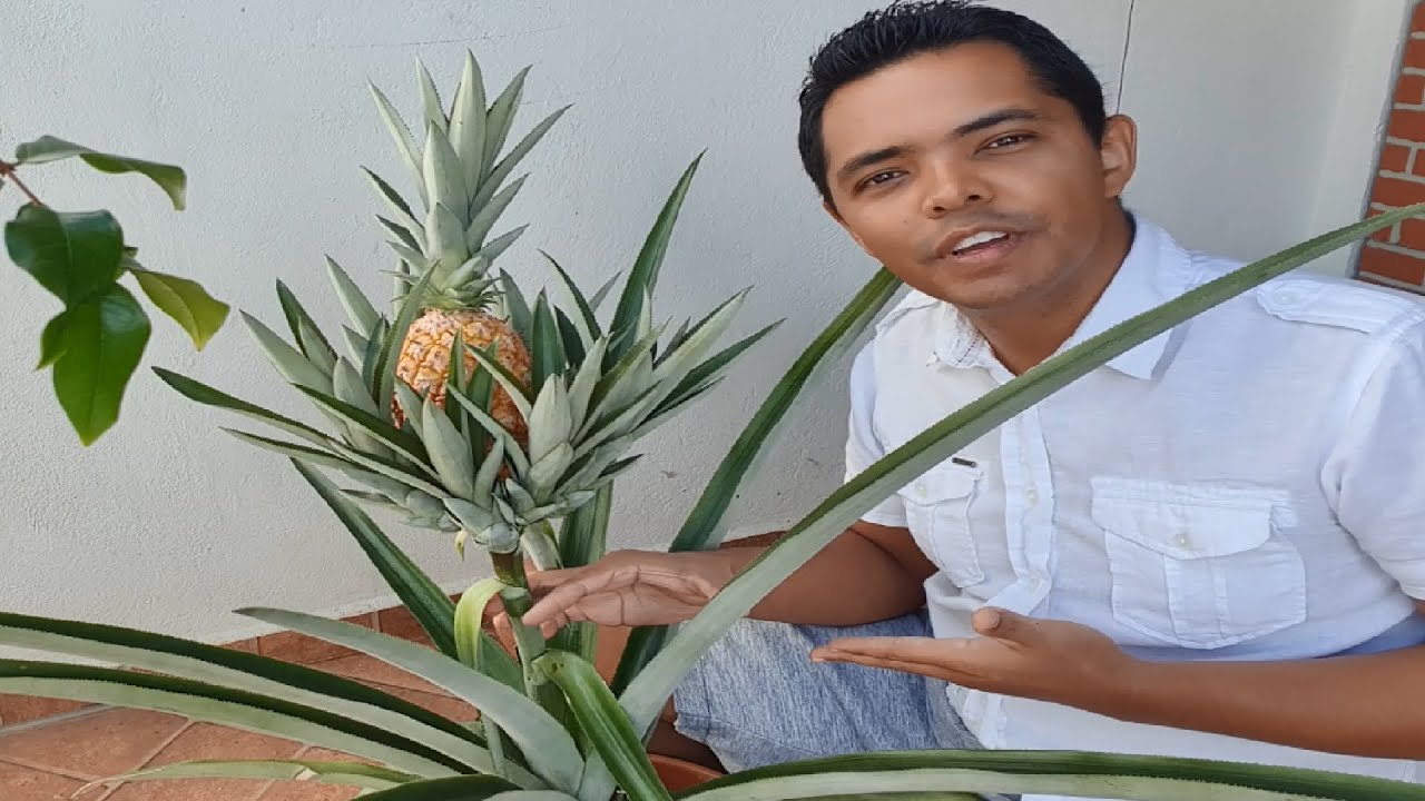 Abacaxi como colher em vaso e porque plantar pela coroa!