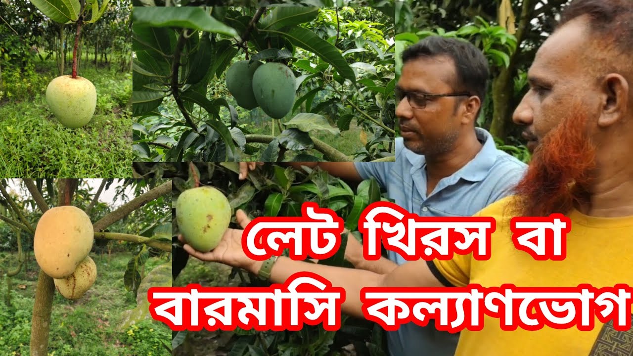 লেট খিরসাপাত, হিমসাগর আমের বারো মাস স্বাদ নিতে কল্যাণভোগ আমের বিকল্প নেই।