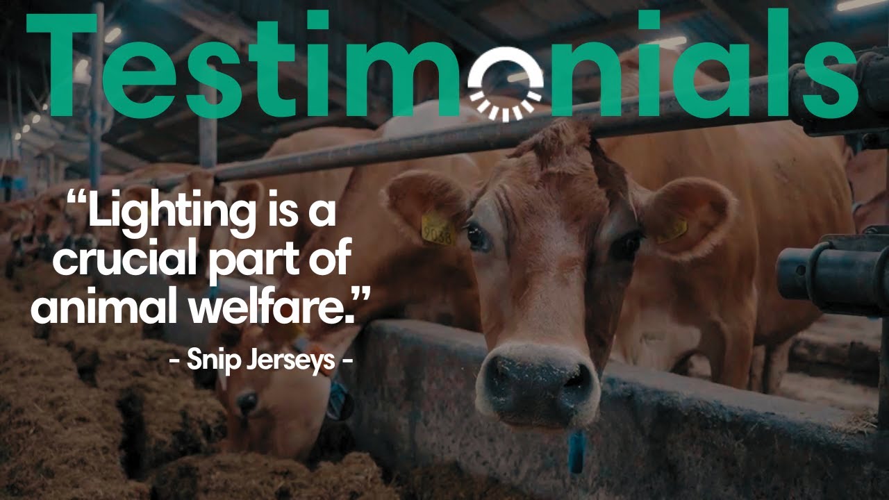 Why This Dairy Farm Upgraded to HATO Lighting for Healthier Cows