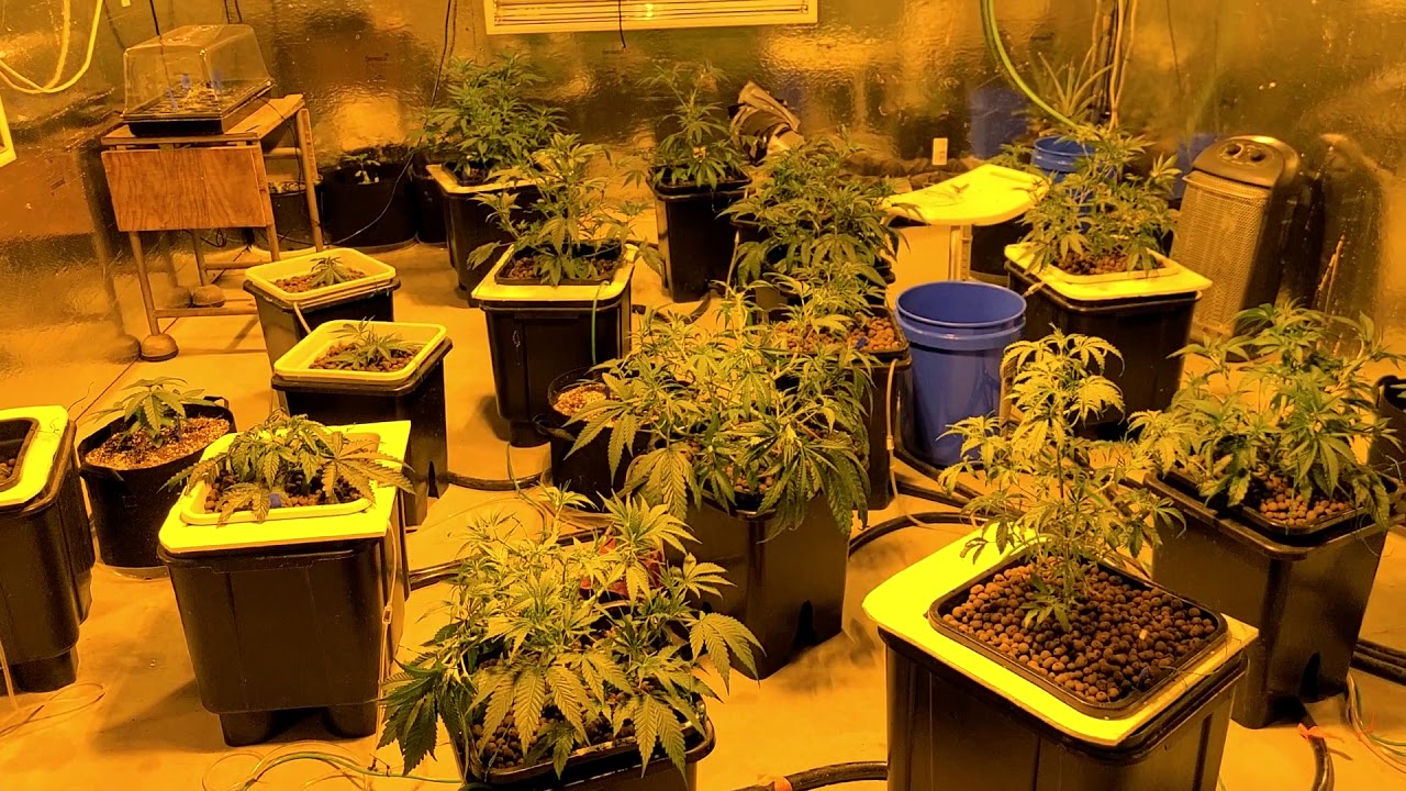 How I train my marihuana plants