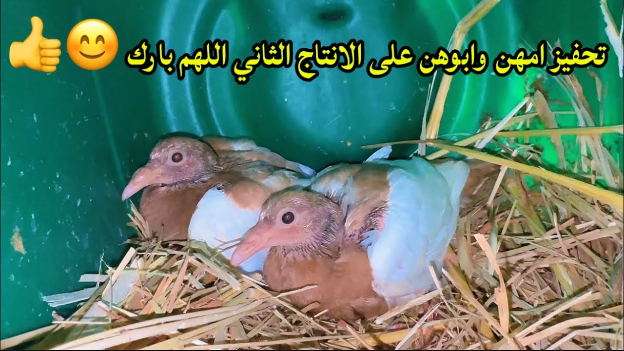 فرمته للمحكر لنشاط والحيويه للحمام ممتازه لهن 😊👌