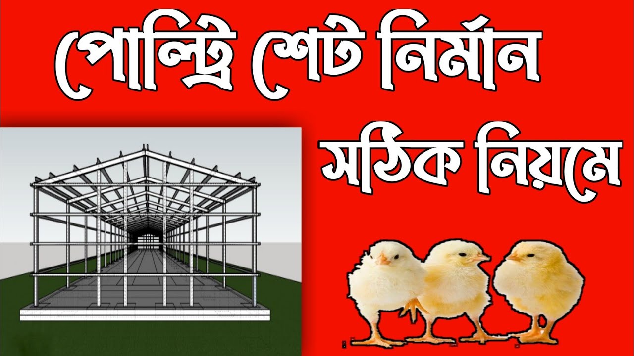 পোল্ট্রি ফার্ম তৈরির সঠিক নিয়ম | How To Build Poultry Farm