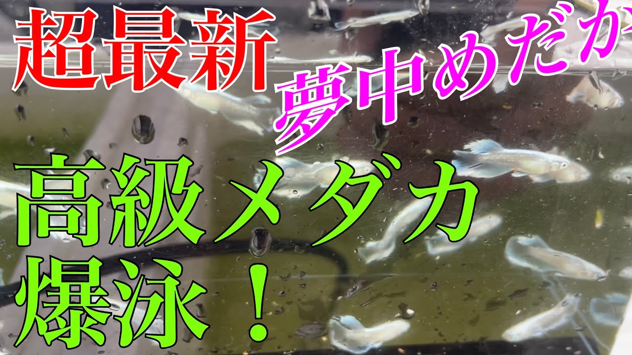 世界メダカ奇行♪( &acute;▽｀)岡山県総社市夢中メダカ編／大量のマリアージュキッシングワイドフィンと出会った。