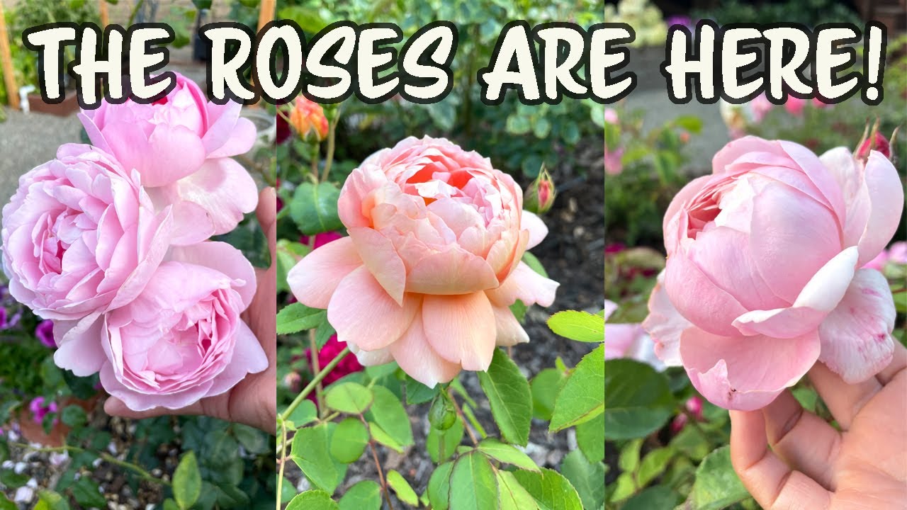 David Austin Roses And Weeks Roses Summer Bloom!