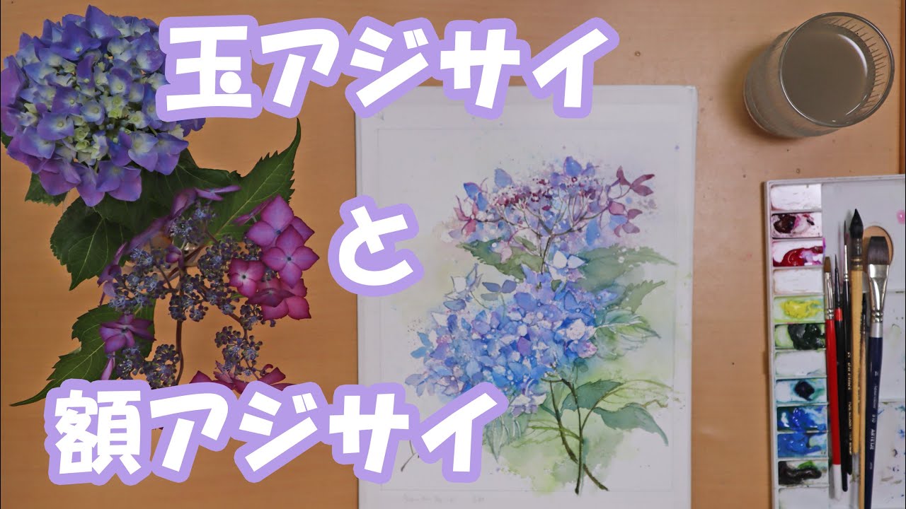 【透明水彩画】玉アジサイと額アジサイ