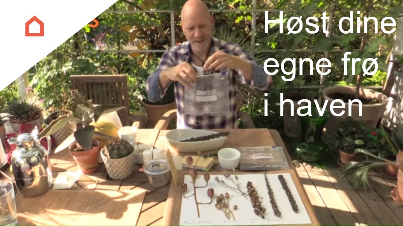 Høst dine egne frø i haven